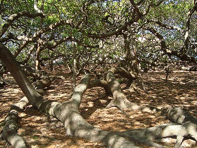 Las playas de Pirangi y el árbol cajueiro Gigante. | Guia sobre Brasil
